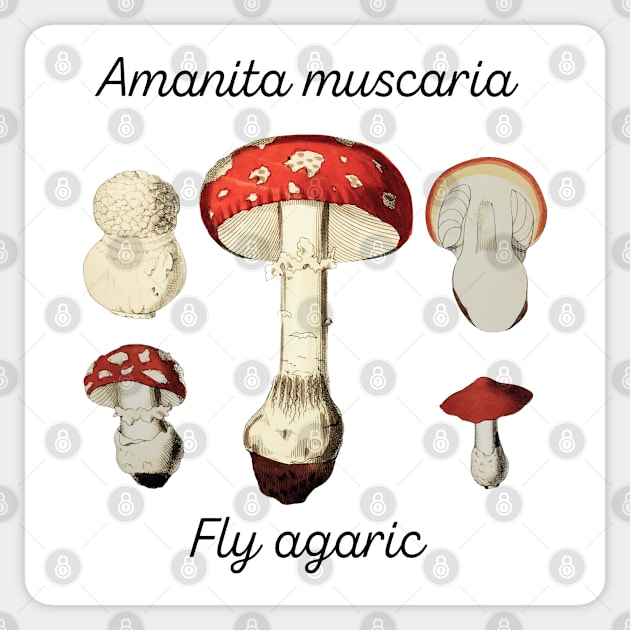 Amanita muscaria Sticker by Four Season Foraging